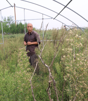 王寨村的橘树种植地